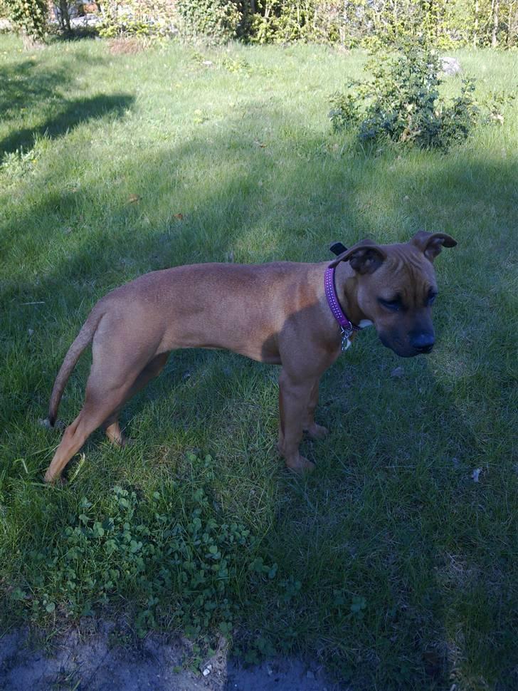 Amerikansk staffordshire terrier Mille billede 11