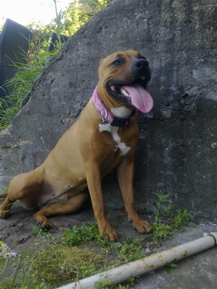 Amerikansk staffordshire terrier Mille billede 12