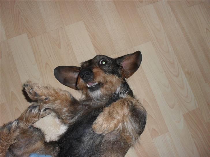 Gravhund Holmes Bakke Bimse - Velkommen til Bimses profil :) Læg gerne en kommentar :D billede 1