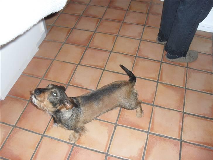 Gravhund Holmes Bakke Bimse billede 2