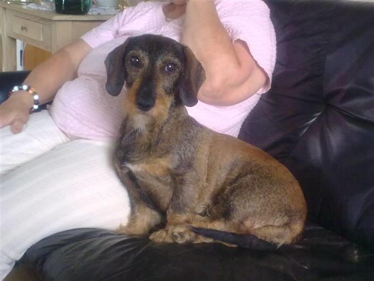 Gravhund Holmes Bakke Bimse billede 3