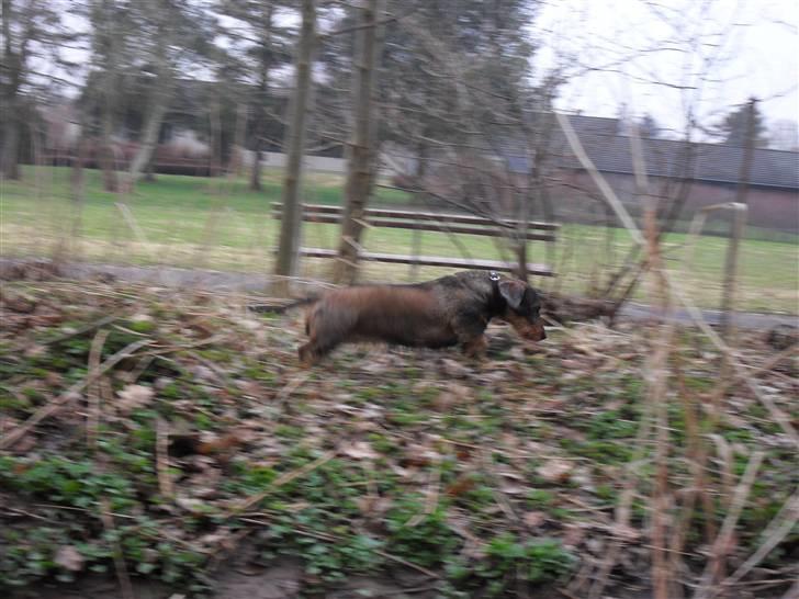 Gravhund Holmes Bakke Bimse billede 4