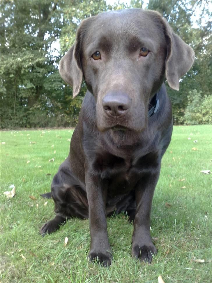 Labrador retriever Østrupgaards Siska - velkommen til miiin profil:D billede 1