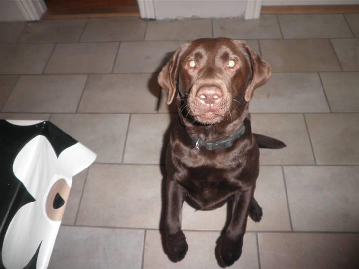 Labrador retriever Østrupgaards Siska - har du noget til mig?? billede 2