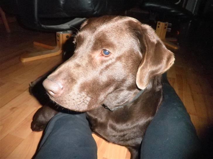 Labrador retriever Østrupgaards Siska - er det her min fotoside?? billede 5