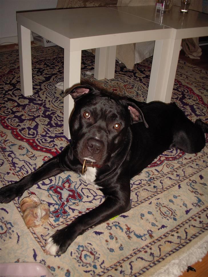 Blanding af racer kessler R.I.P. billede 3