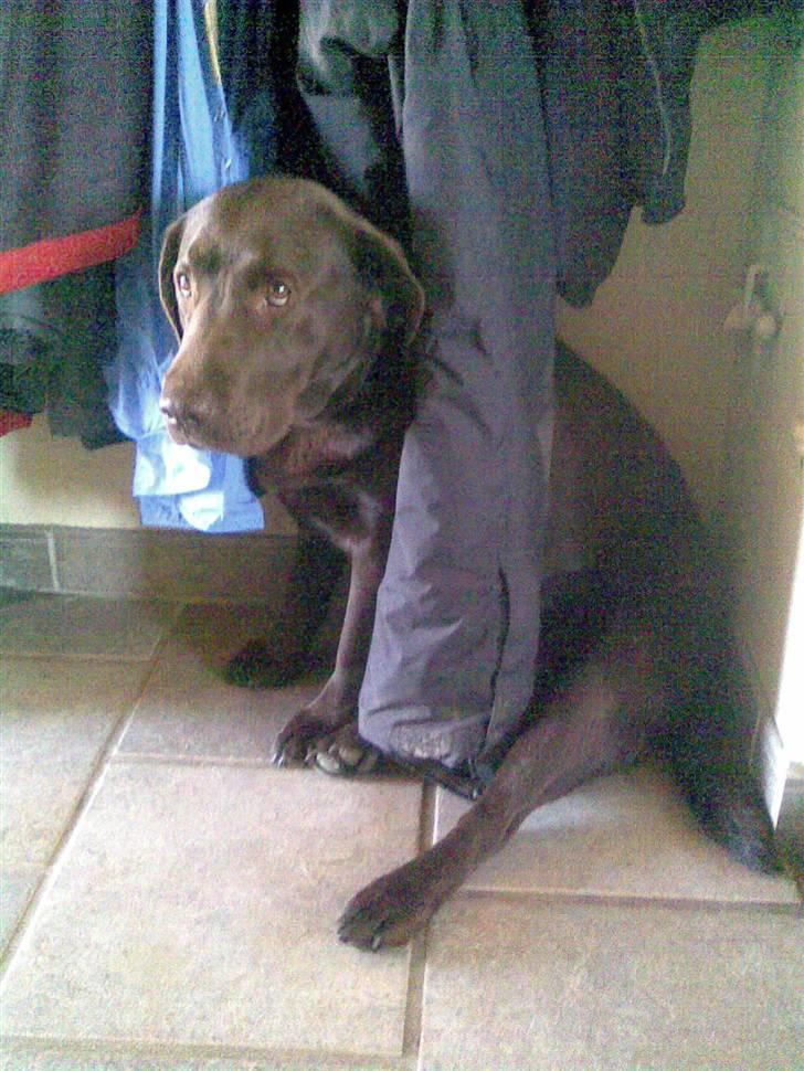 Labrador retriever Østrupgaards Siska - er jeg ikke sød?? billede 7