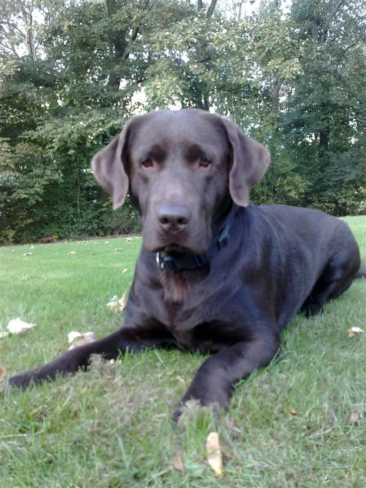 Labrador retriever Østrupgaards Siska - har du noget til mig?? men er jeg ikke lækker?? billede 8