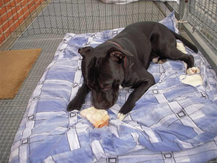 Blanding af racer kessler R.I.P. billede 4