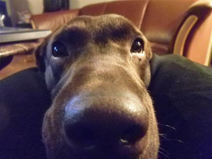 Labrador retriever Østrupgaards Siska - såå lang kan min næse blive:-----D billede 9