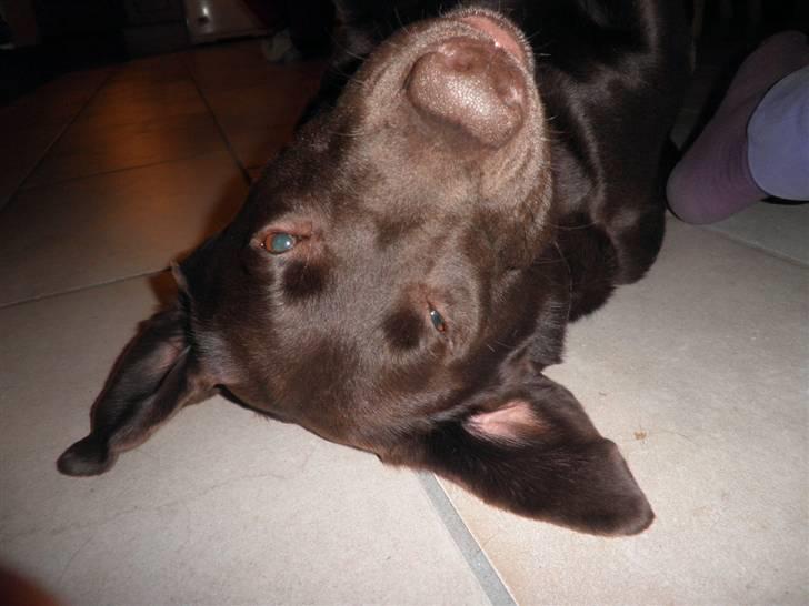 Labrador retriever Østrupgaards Siska - vægger di mig nu?? jeg sover altså!! klokken er kun 12!!? billede 10