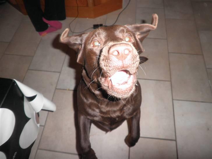 Labrador retriever Østrupgaards Siska - miiin godbid!! billede 11