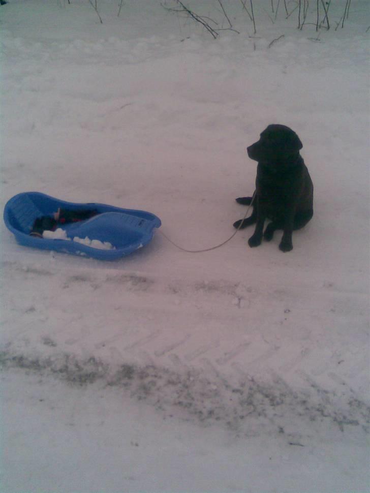 Labrador retriever Østrupgaards Siska - skal du have en tur?? Jeg gi´r!!;P billede 12