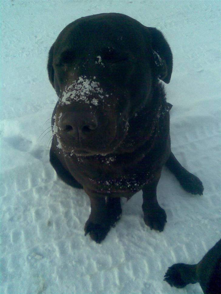 Labrador retriever Østrupgaards Siska - det er koldt at være snehund!! billede 14