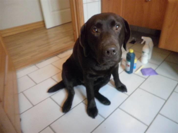 Labrador retriever Østrupgaards Siska - jeg er den smukkeste hund i hele verden!! det siger min ejer selv!! billede 15
