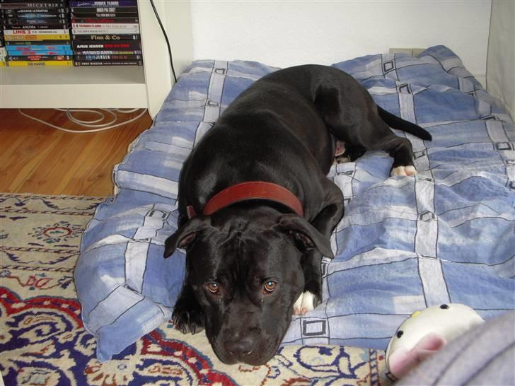 Blanding af racer kessler R.I.P. billede 5