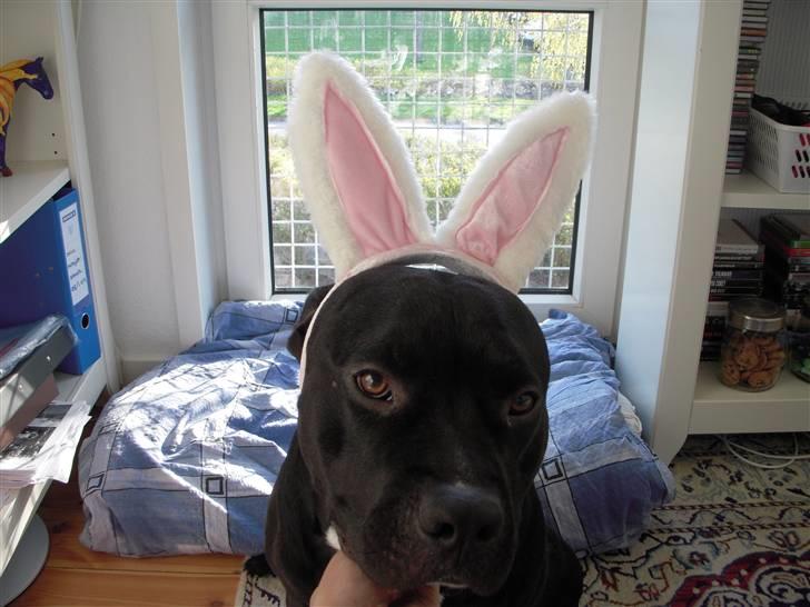 Blanding af racer kessler R.I.P. billede 6