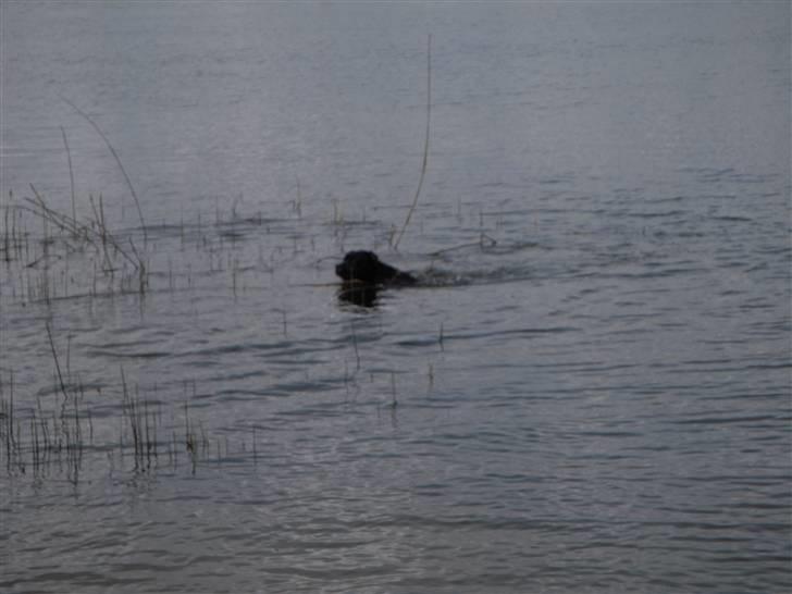 Blanding af racer kessler R.I.P. billede 7