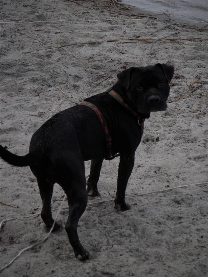 Blanding af racer kessler R.I.P. billede 8