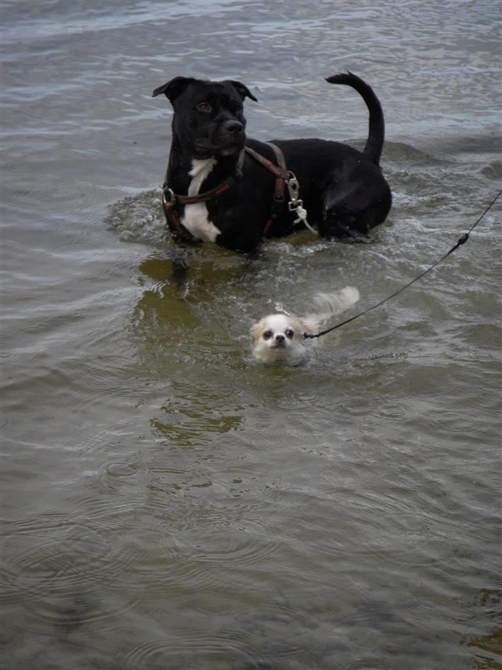 Blanding af racer kessler R.I.P. billede 9