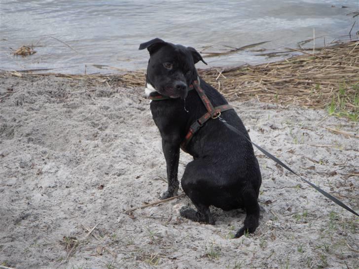 Blanding af racer kessler R.I.P. billede 10