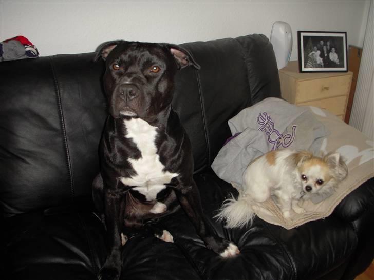 Blanding af racer kessler R.I.P. billede 11