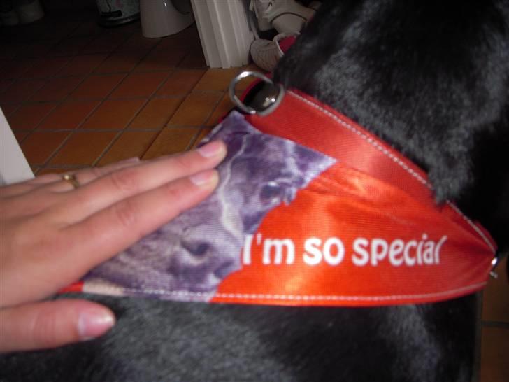 Blanding af racer kessler R.I.P. billede 12