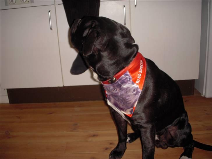 Blanding af racer kessler R.I.P. billede 13