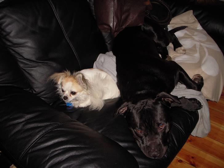 Blanding af racer kessler R.I.P. billede 15