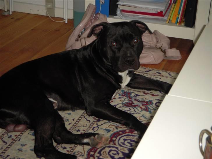 Blanding af racer kessler R.I.P. billede 16