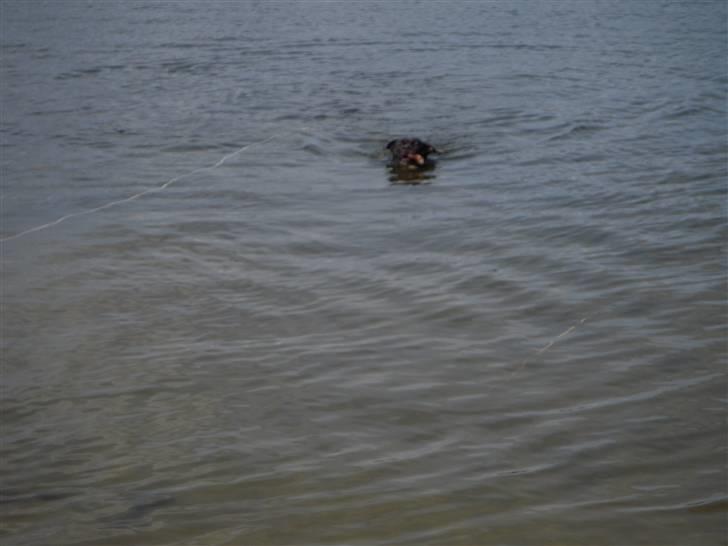 Blanding af racer kessler R.I.P. billede 17