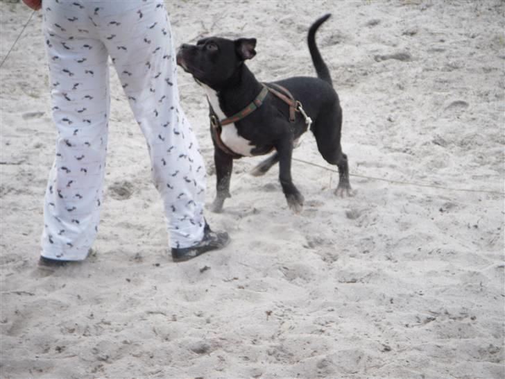 Blanding af racer kessler R.I.P. billede 18