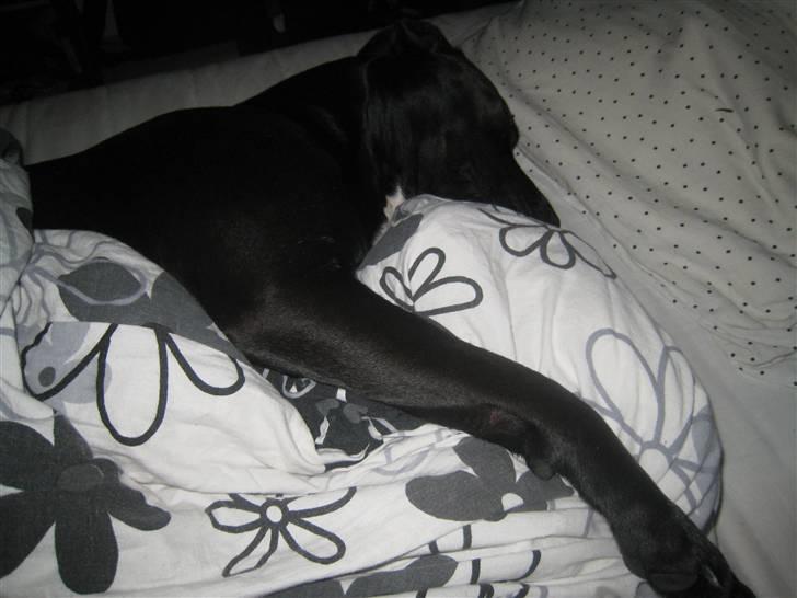 Amerikansk staffordshire terrier Bindi  billede 17