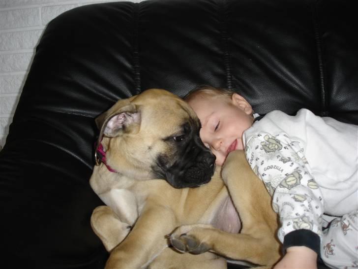 Bullmastiff Kahlua billede 6