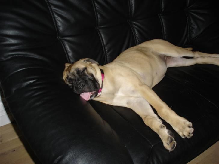 Bullmastiff Kahlua billede 7