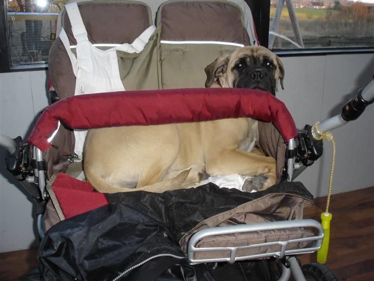 Bullmastiff Kahlua billede 8