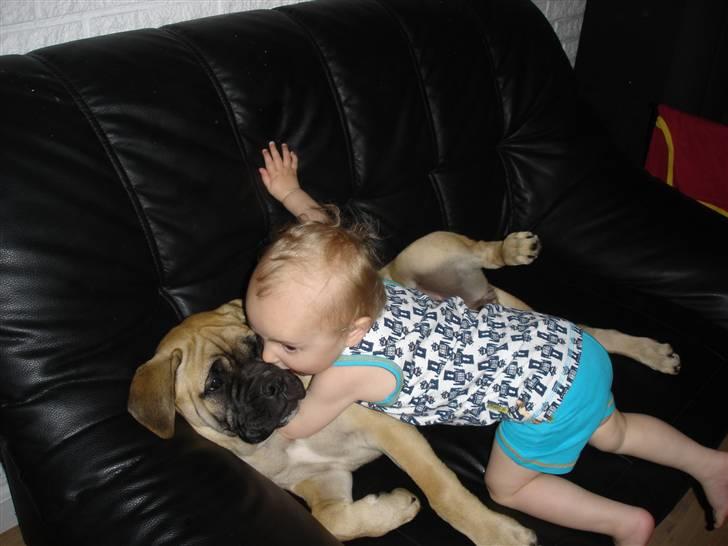 Bullmastiff Kahlua billede 9