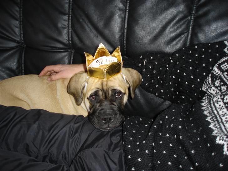 Bullmastiff Kahlua billede 10