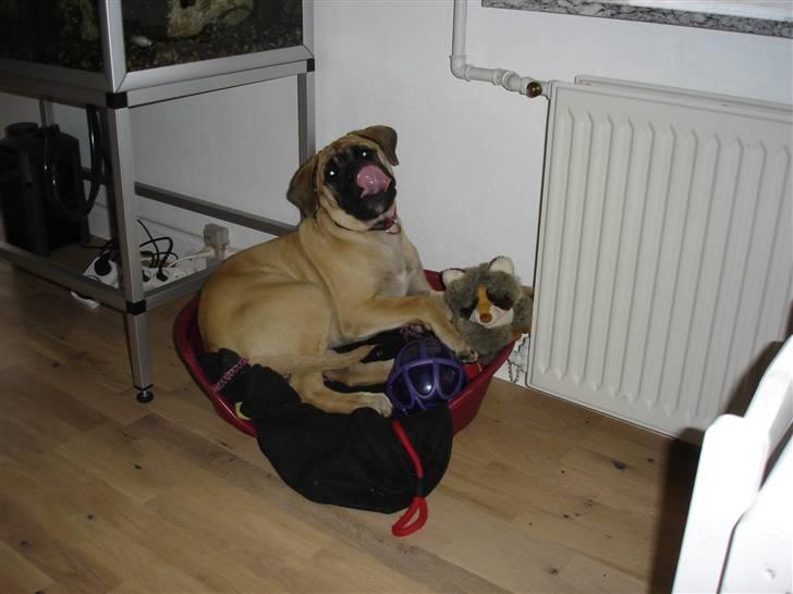 Bullmastiff Kahlua billede 11