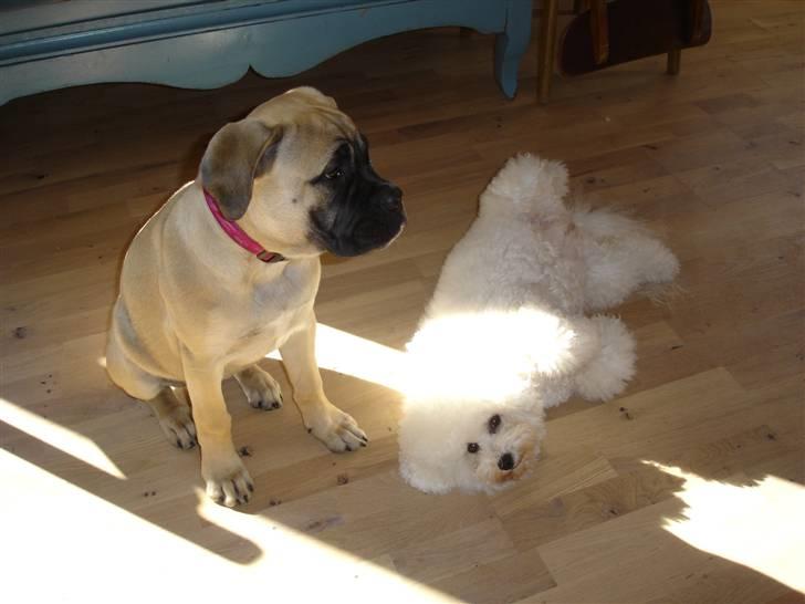 Bullmastiff Kahlua billede 12