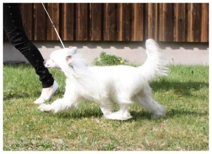 Chinese crested powder puff Inya dreams C'est La Vie billede 11