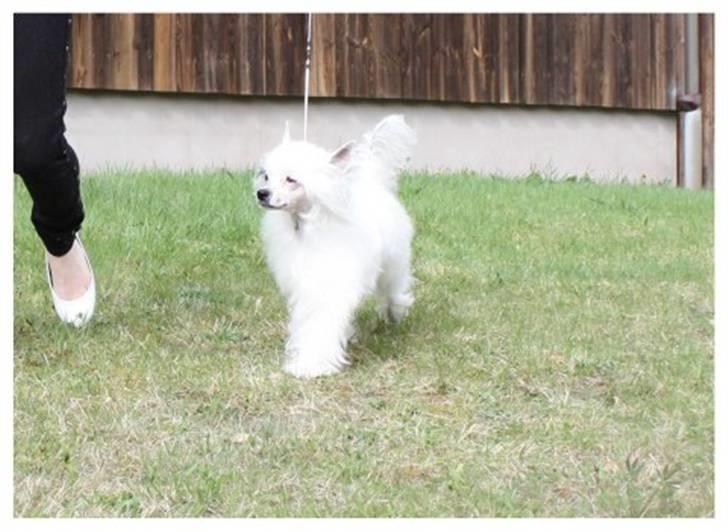 Chinese crested powder puff Inya dreams C'est La Vie billede 12