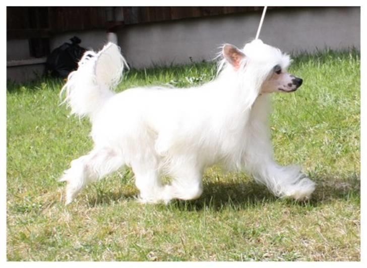 Chinese crested powder puff Inya dreams C'est La Vie billede 13