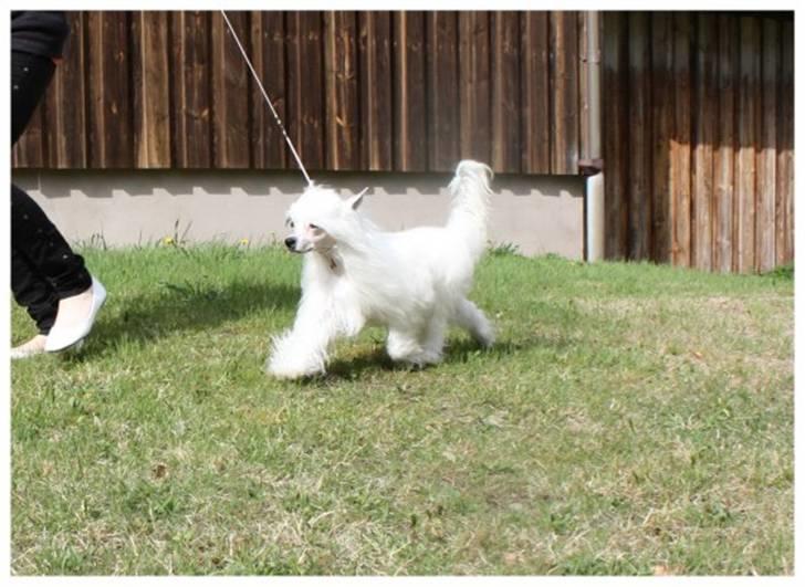 Chinese crested powder puff Inya dreams C'est La Vie billede 14