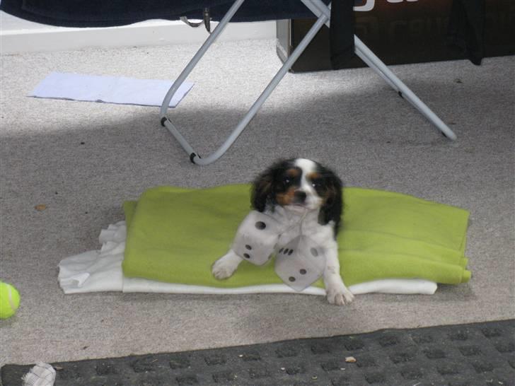 Cavalier king charles spaniel Milo  billede 3