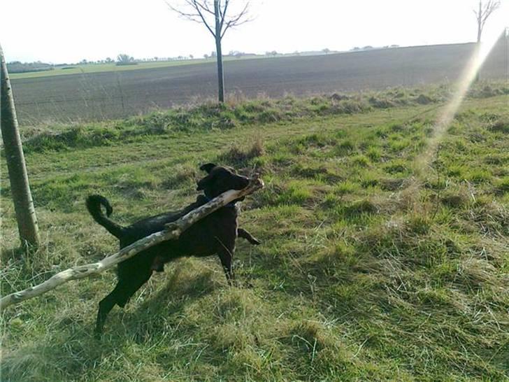 Blanding af racer Broweiler Odin - Jeg er nu 10mdr gammel og ikk bange for at nedlægge at mindre træ... billede 18