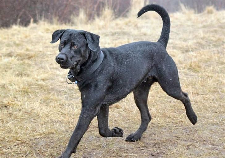 Blanding af racer Broweiler Odin - Min super flotte Daddi billede 19