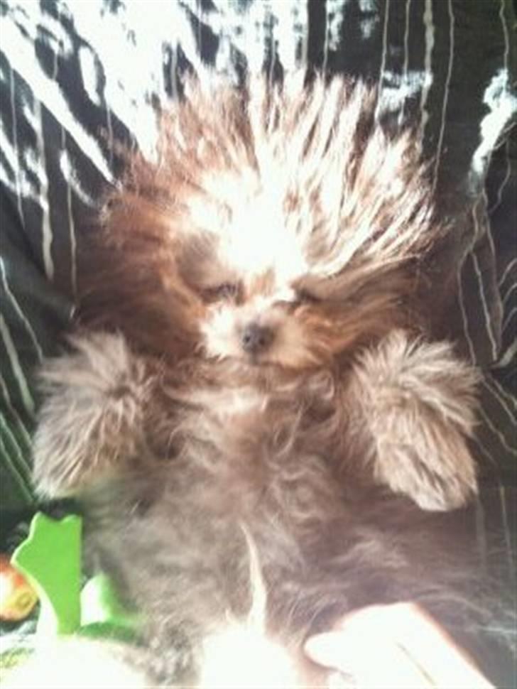 Blanding af racer **Lill' Cody<3** - Her ligger jeg og morgen hygger med min mor :) Kææmpe strithår :) billede 14