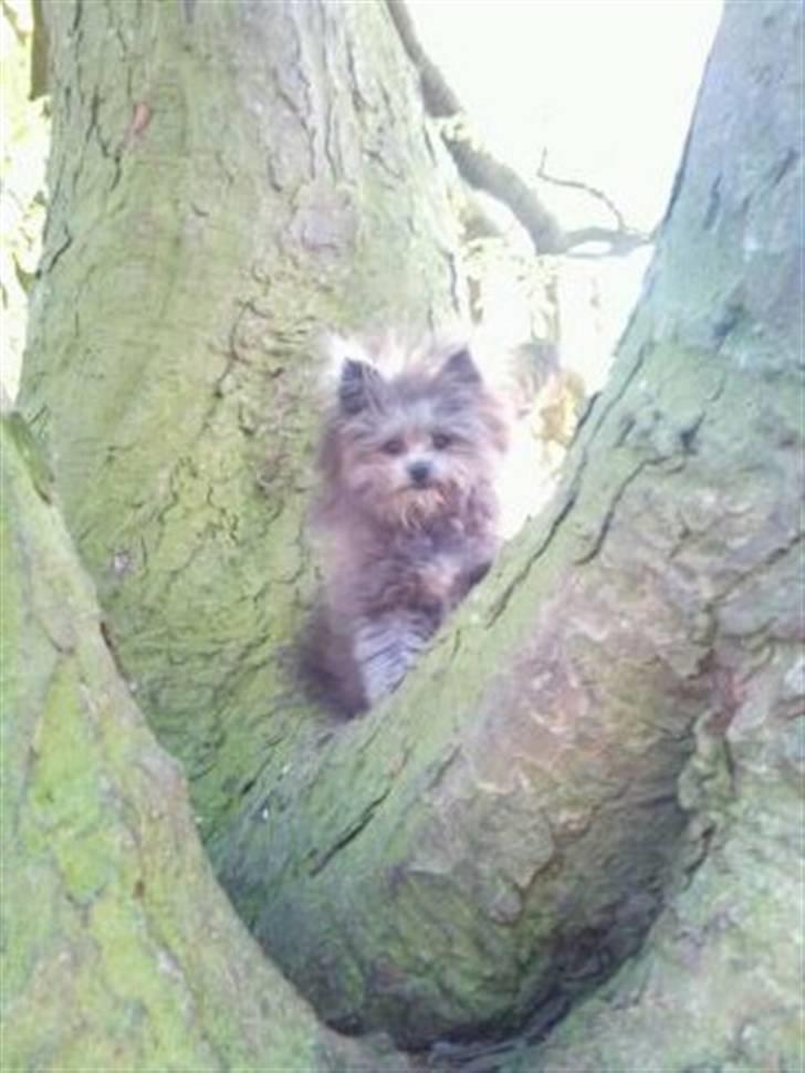 Blanding af racer **Lill' Cody<3** - Kuk kuk mor <3 Se mig oppe i træet :) billede 15