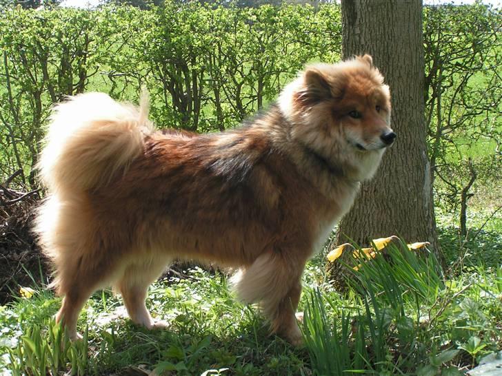 Eurasier Kærlundegård´s U-Akka - d. 04.05.10 her er Akka 10 mdr. på volden ved bålstedet. Lige før hun skal opereres, hun har tabt sig en del billede 15